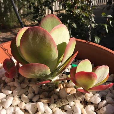 Kalanchoe luciae 'Flapjack'