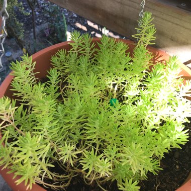 Sedum 'Gold Mound'