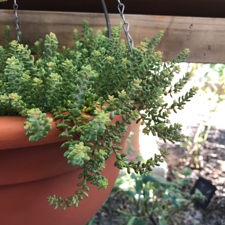 Plant image Sedum Brevifolium