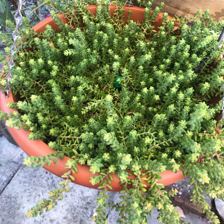 Plant image Sedum Brevifolium