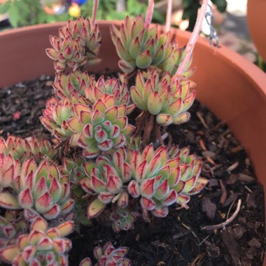 Echeveria Set Oliver