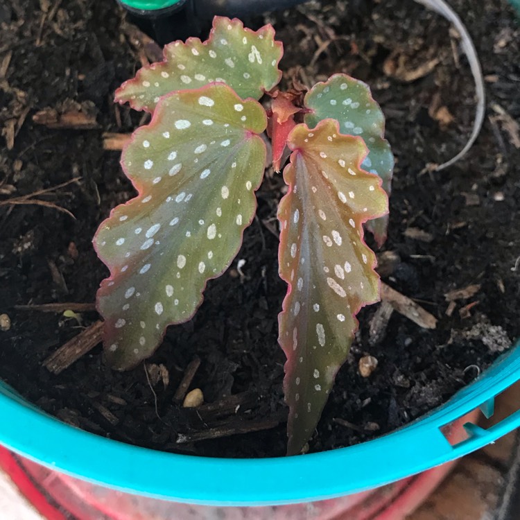 Plant image Begonia aconitifolia x coccinea