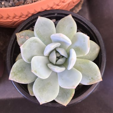 Echeveria Monroe