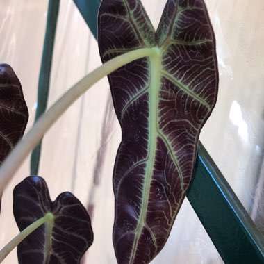 Alocasia x amazonica