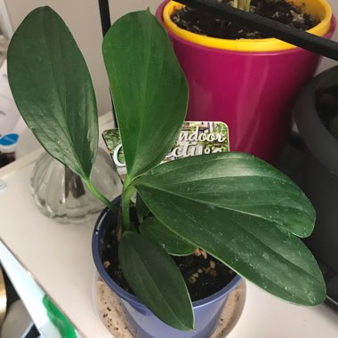 Epipremnum pinnatum  syn. Monstera pinnata, Philodendron pinnatum, Pothos pinnatus, Rhaphidophora pinnata, Scindapsus pinnatus