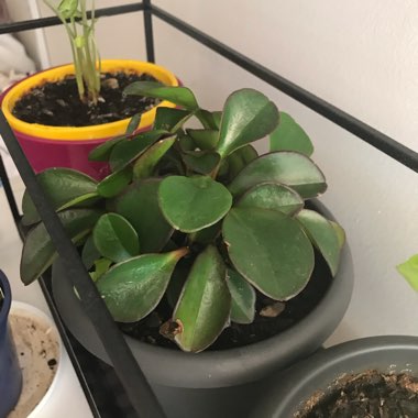 Peperomia Clusiifolia Var. Obtusifolia