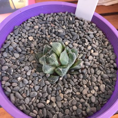 Haworthia Cooperi var. Venusta