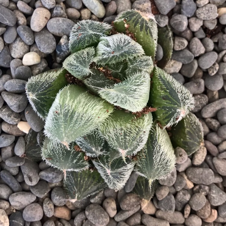 Plant image Haworthia Cooperi var. Venusta