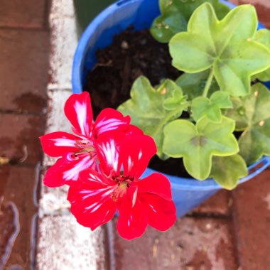 Pelargonium 'Free Arcred' (Freestyle Series) syn. Pelargonium 'Arctic Red'