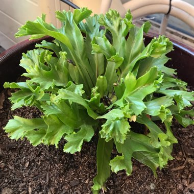 Asplenium antiquum 'Leslie'