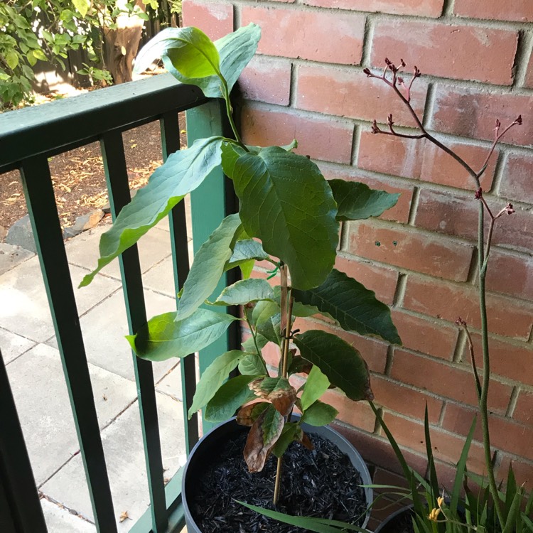 Plant image Magnolia x soulangeana