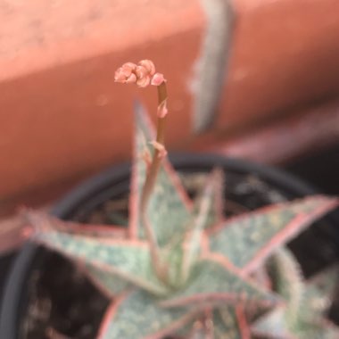 Aloe 'Bright Star'