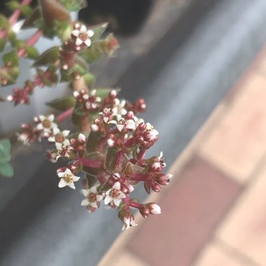 Crassula Capitella ssp. Thyrsiflora