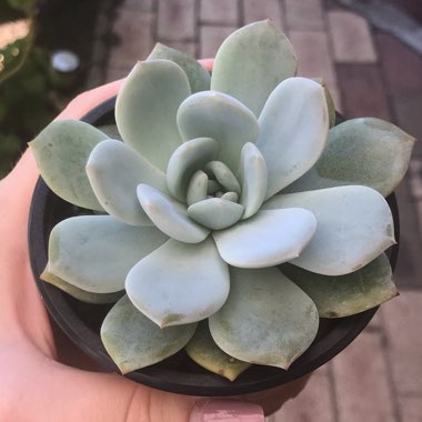 Echeveria Monroe