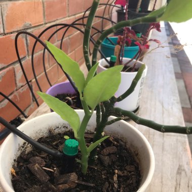 Euphorbia tithymaloides syn. Pedilanthus tithymaloides