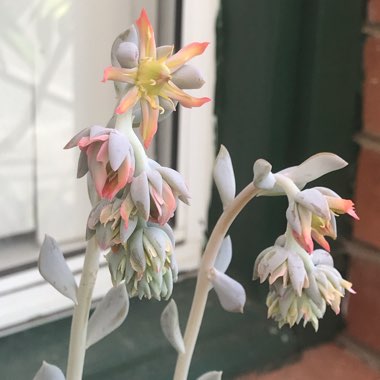 Echeveria Runyonii var. Topsy Turvy