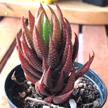 Haworthiopsis coarctata var. coarctata syn. Haworthia coarctata, Haworthia resendeana