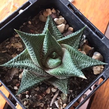 Haworthiopsis limifolia syn. Haworthia limifolia