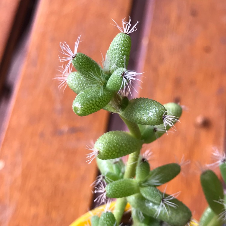 Plant image Trichodiadema Mirabile