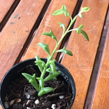 Senecio Peregrinus