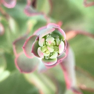 Echeveria Mauna Loa Green Form