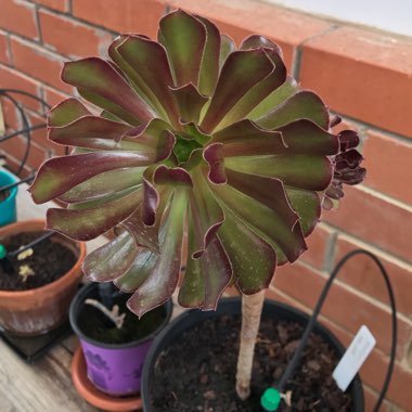 Aeonium Garnet