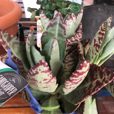 Kalanchoe Humilis