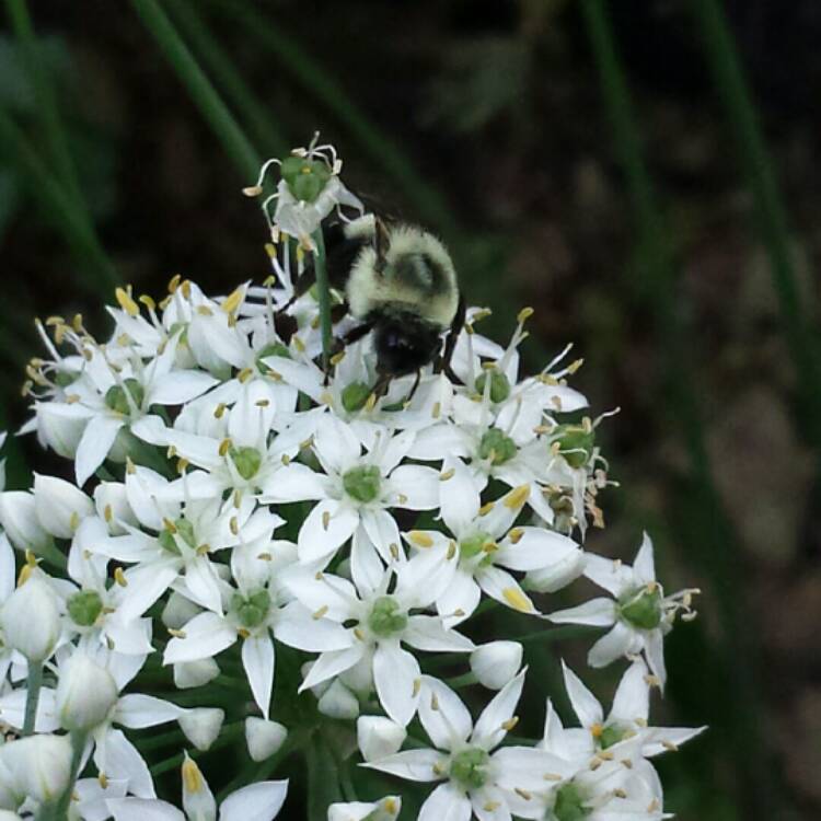 Plant image Allium 'White Cloud'