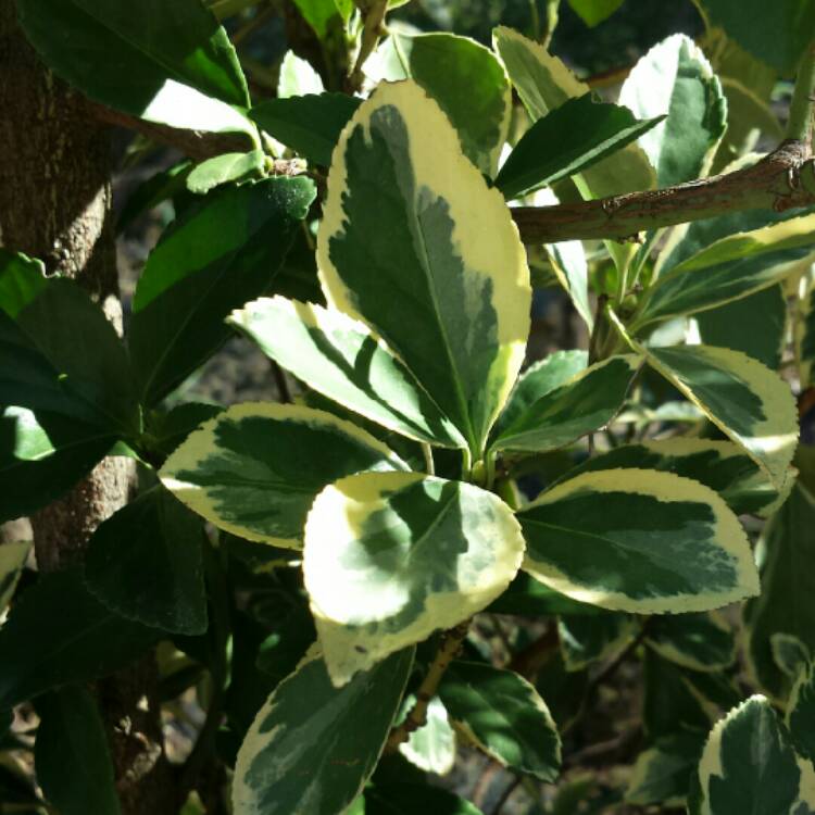 Plant image Euonymus Fortunei 'Emerald Gaiety'