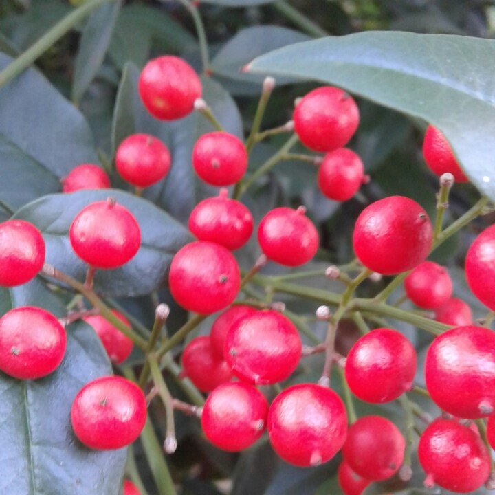 Plant image Nandina domestica 'Twilight'