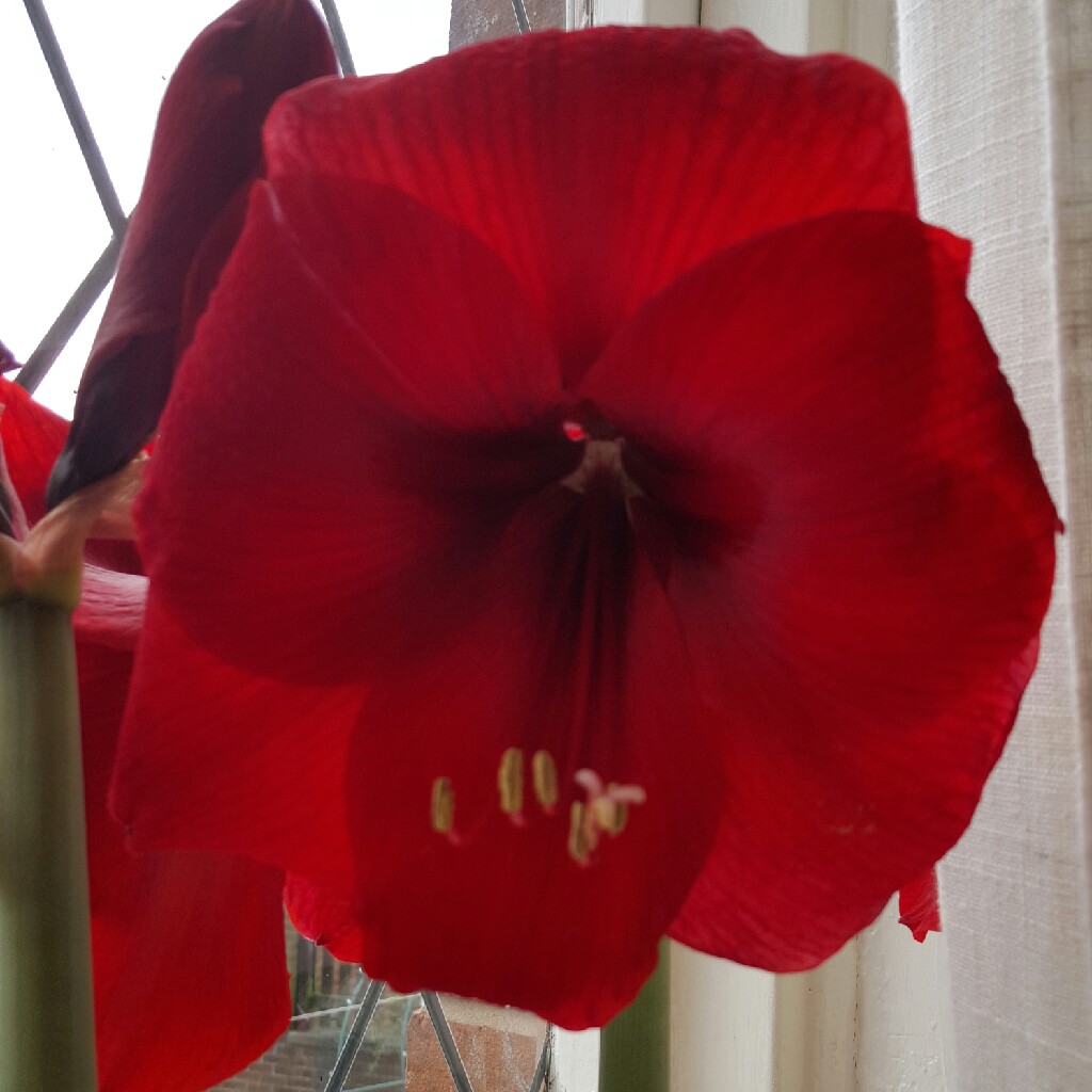 Plant image Hippeastrum 'Candy Floss'