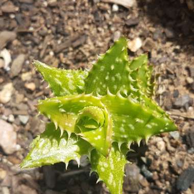 Tiger Tooth Aloe