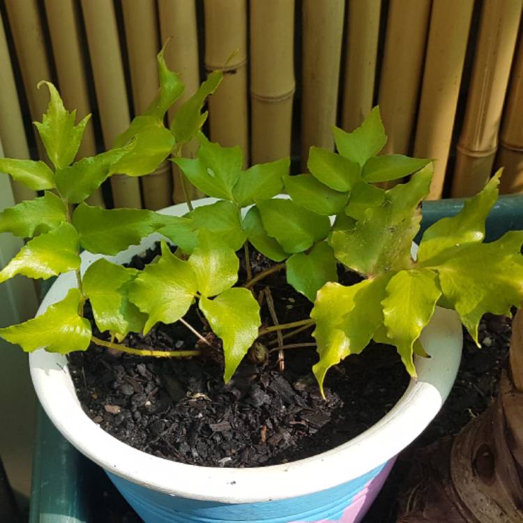 Plant image Dryopteris dilatata 'Lepidota Cristata'