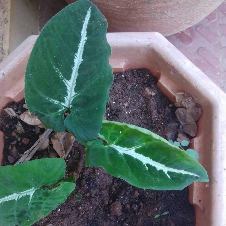 Plant image Syngonium Silver Goosefoot