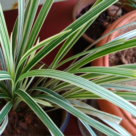 Plant image Liriope muscari 'Variegata'