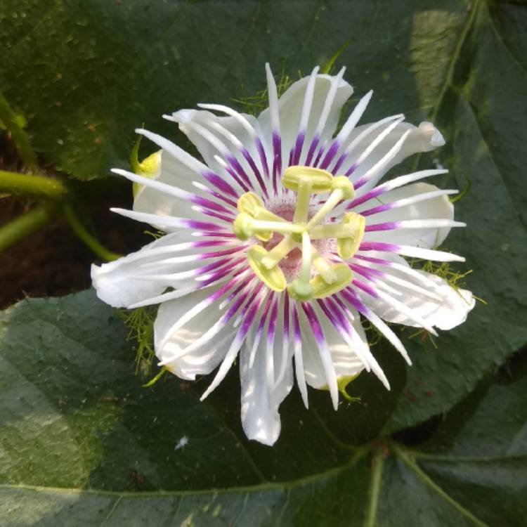 Plant image Passiflora foetida