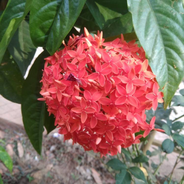 Plant image Ixora 'Coral Fire'