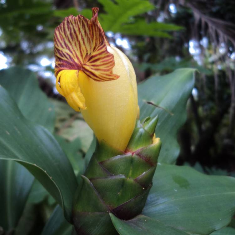 Plant image Costus Igneus