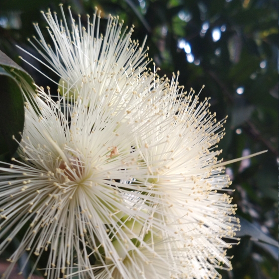 Plant image Syzygium Jambos