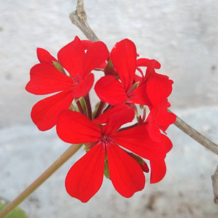 Plant image Pelargonium x hortorum