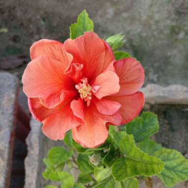 Hibiscus 'Santana '