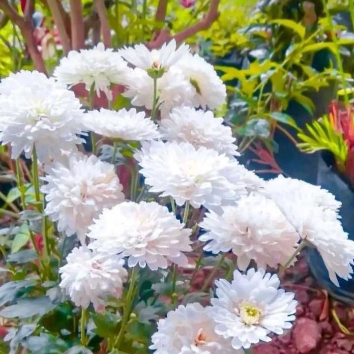 Plant image Chrysanthemum 'Allouise White'