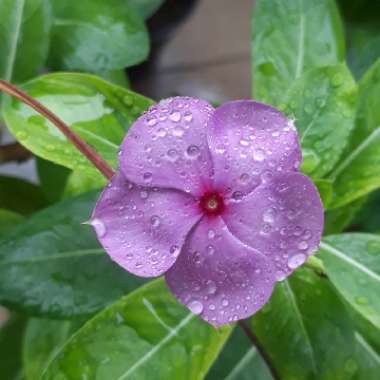 Catharanthus roseus syn. Vinca rosea