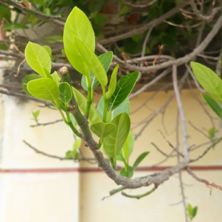 Plant image Artocarpus heterophyllus