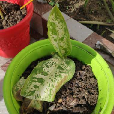 Dieffenbachia