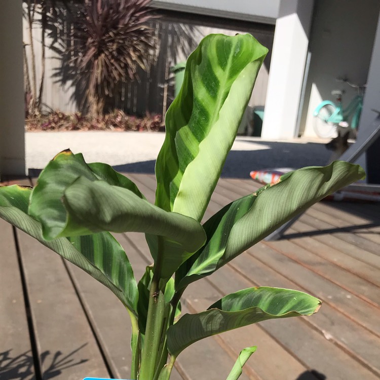 Plant image Calathea 'Compact Star'