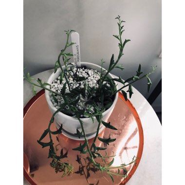 Senecio Peregrinus