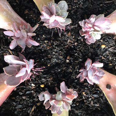 Echeveria Purple Pearl