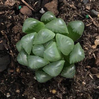 Haworthia Mirrorball