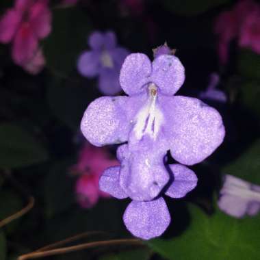 Woodland Forget-Me-Not